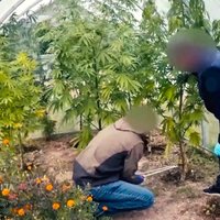 Video: Dundagas pagastā policija likvidē marihuānas audzētavu