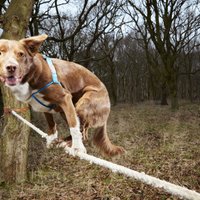 Oficiāli atzīst pa virvi ejošā suņa rekordu
