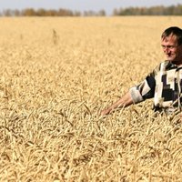 Наступившая в Латвии жара угрожает посевам зерновых