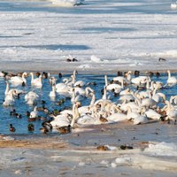 В Латвию возвращаются первые лебеди, журавли и жаворонки