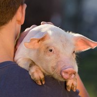 Ученые выращивают человеческие органы внутри свиней для создания "химер"