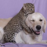 Viens mazulis miris – kā šobrīd klājas leopardam, par kuru rūpes uzņēmās suņu mamma Tesija