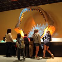 Jauns pētījums: cik liels bija aizvēsturiskais bieds – gigantiskā haizivs megalodons