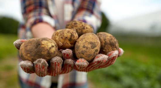 Нужно ли поливать картофель и как часто? Актуальный вопрос для владельцев небольших огородов 