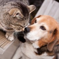 Kaķis un suns – kā cimds ar roku vai ļaunākie ienaidnieki?