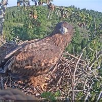 Jūras ērgļa Durberta ligzda tiešsaistē skatīta septiņus miljonus reižu