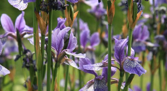 Bārdaino ziedu parāde: īrisu ziedēšana Botāniskajā dārzā