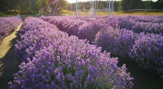 Seši dārzi Latvijā, kur apskatīt aromātiskos lavandu laukus