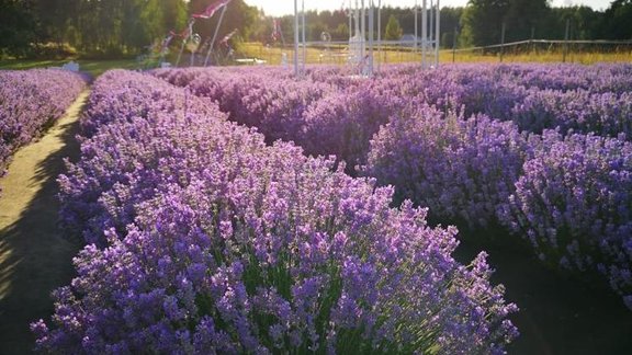 lavandas, Lavandu Lejas, lavanda, lavandu lauki, lavandu lauki Ikšķilē