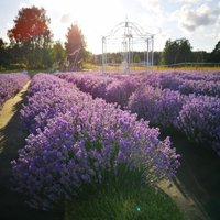 Seši dārzi Latvijā, kur apskatīt aromātiskos lavandu laukus