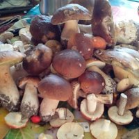 ОБСУДИМ: Что лучше - срезать или выкручивать грибы?