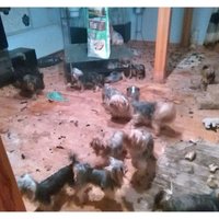 Нелегальный питомник в Марупе: собак из приюта передадут в СГД