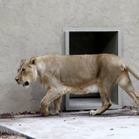 Foto: Ar jaunpienācēju Tori atklāta jaunā lauvu mītne Rīgas zoodārzā