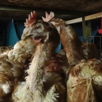 Dzīvnieku tiesību aizstāvji fiksē pārkāpumus 'Balticovo' vistu fermās