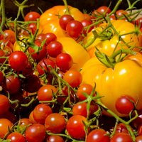 Dzeltenie un oranžie tomāti: Astoņas īpaši gardas un veselīgas šķirnes šai sezonai