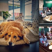 ФОТО. В шоуруме IKEA в Италии живут бездомные собаки