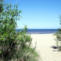 В море у берегов Латвии появились опасные сине-зеленые водоросли