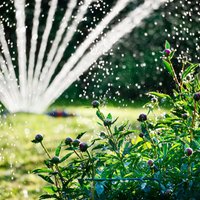 Laistīšanas padomi: karstā laikā jāuzmanās no ūdens pilieniem uz augu lapām