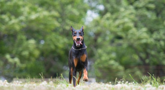 Заводчик незаконно обрезал собакам хвосты и уши: будет начат уголовный процесс
