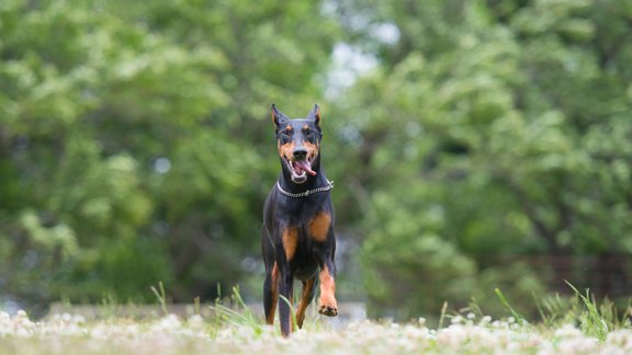 dobermanis dobermans pinčers suns