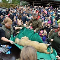В датском зоопарке публично расчленили трупы льва и антилопы