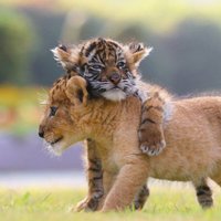 Neparasti skati: lauviņa un tīģerēns kļuvuši par sirdsdraugiem
