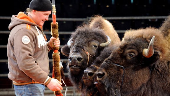 Rīgas cirkā pirmo reizi ieradušies bizoni