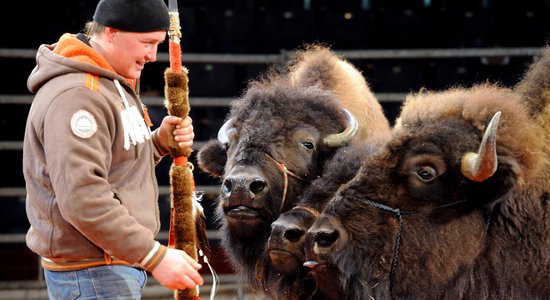 Rīgas cirkā pirmo reizi ieradušies bizoni