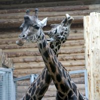 Рижский зоопарк проводит Дни звериных семей