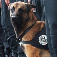 Pasaule piemin Parīzē bojāgājušo policijas suni Dīzelu
