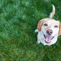 Второй нос, улыбка и полное отсутствие чувства вины. 11 фактов о собаках
