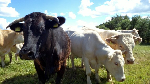 Lauki lauksaimnieciba govis gala cows