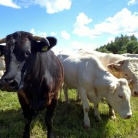 Teju 10 miljonu piešķīrums piensaimniekiem ļaus nomaksāt parādus, uzskata LOSP