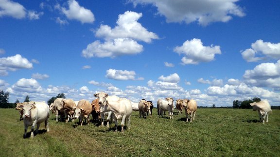 Lauki lauksaimnieciba govis gala cows