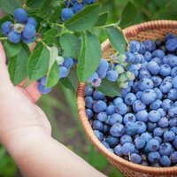 Вперед, за ягодами! 25 хозяйств в Латвии, где можно собрать чернику, малину и смородину своими руками