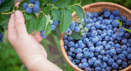 Вперед, за ягодами! 25 хозяйств в Латвии, где можно собрать чернику, малину и смородину своими руками