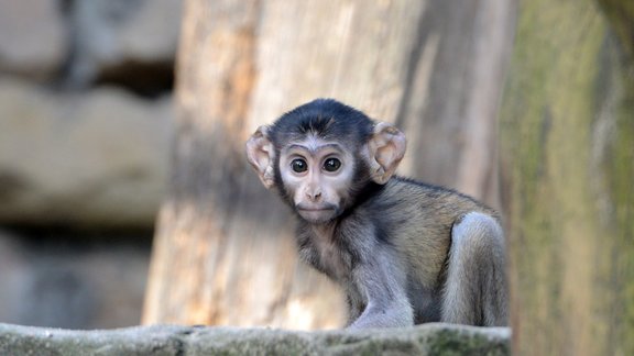 Pavasaris Rīgas Zooloģiskajā dārzā - 11