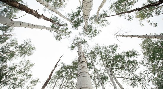 Zīlēšana ar bērzu, kas veicama Vasarsvētku laikā