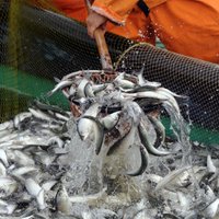 Zivju nozveja deviņos mēnešos pieaugusi par 69,5%