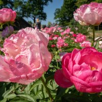 ФОТО. Все в цвету: Невероятно красивые пионы на грядках в Даугмале