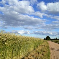 'Zemnieku saeima': Šogad Latvijā gaidāmā raža būs vidēja