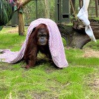 Orangutāns, kuram tiesa piešķīrusi dažas cilvēka pamattiesības, sāk jaunu dzīvi ASV