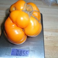 Izaudzēts 856 gramus smags dzeltenais tomāts