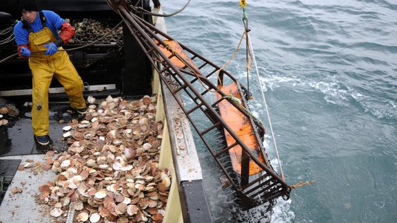 fishing scullops mollusc