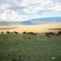 Botsvanā dabas daudzveidības saglabāšanai aizliegs komerciālās savvaļas medības