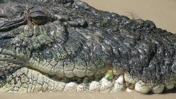 Crocodile