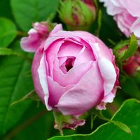 Daiļdārzs rozīgos toņos: kādas puķes izvēlēties