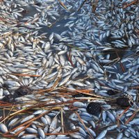 Причину гибели рыбы в реке Ича установить не удалось