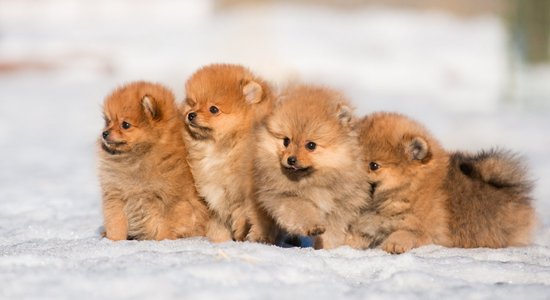 Lācēns vai kucēns? Mīlīgākie Pomerānijas punduršpici fotogrāfijās