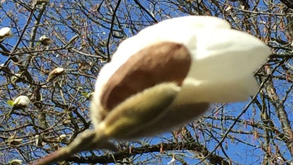 Magnolijas Jūrmalā - 3